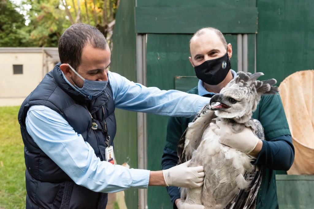 Viagem inédita: harpias de Itaipu vão ganhar lar em zoológico da França 1 Harpia