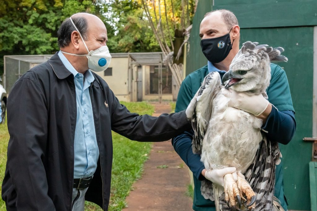 Viagem inédita: harpias de Itaipu vão ganhar lar em zoológico da França 3 Harpia 3
