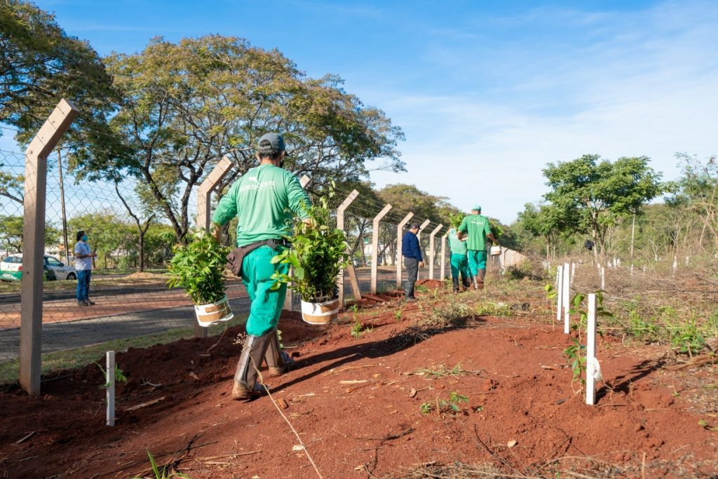 Plantio de mudas contribui com regeneração vegetal de fragmento florestal, na Vila A 1 Plantio de árvoes 1