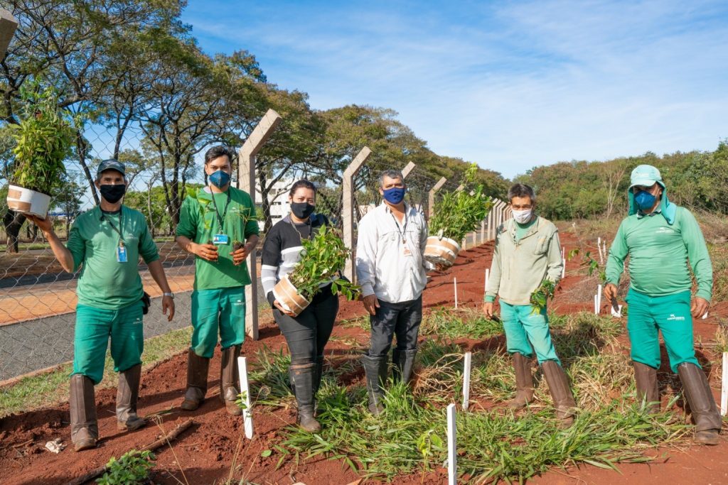 Plantio de mudas contribui com regeneração vegetal de fragmento florestal, na Vila A 3 Plantio de árvoes 2