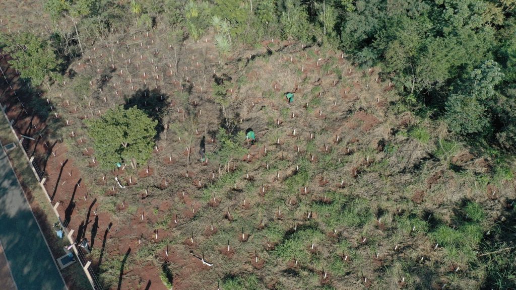 Plantio de mudas contribui com regeneração vegetal de fragmento florestal, na Vila A 4 Plantio de árvoes 4