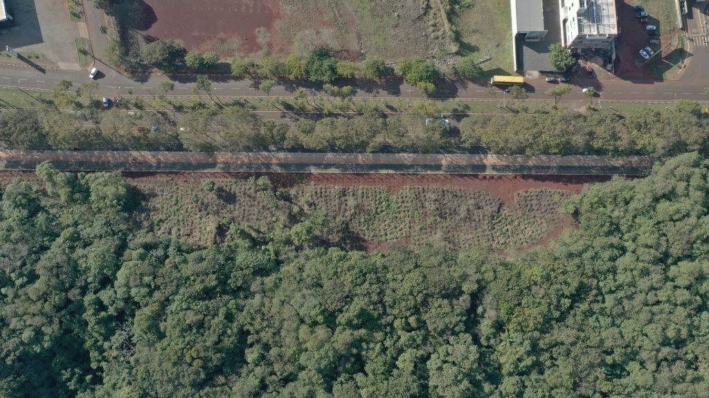 Plantio de mudas contribui com regeneração vegetal de fragmento florestal, na Vila A 5 Plantio de árvoes 5
