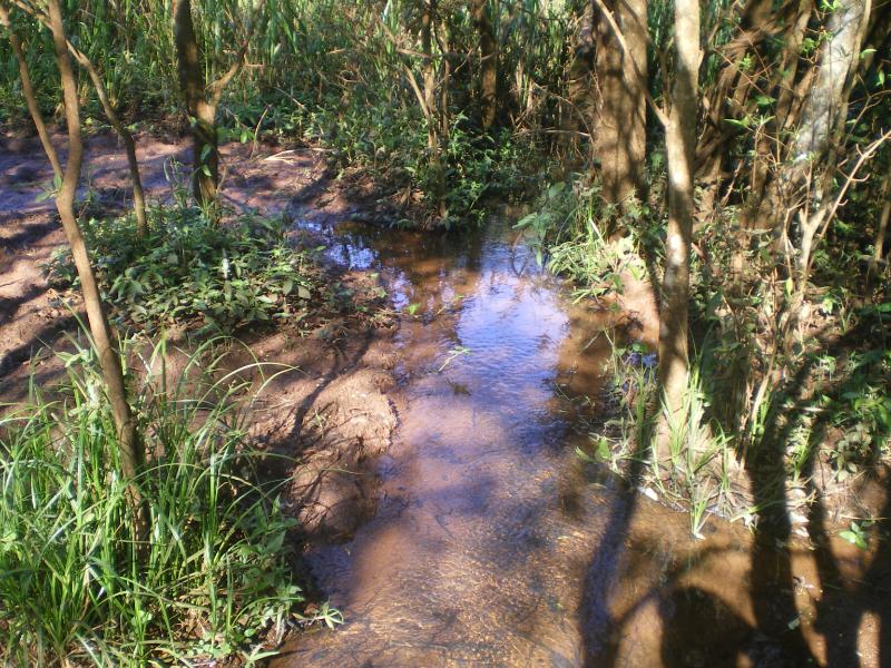 Floresta Ombrófila mista Foto Serviço de Implantação do Incra PR