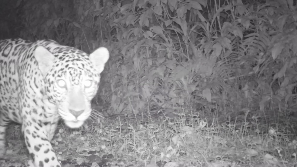 Câmeras flagram nova onça-pintada no Parque Nacional do Iguaçu: ‘representa esperança para espécie’ 2 Onça Pintada