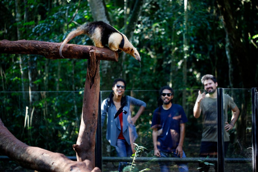 Refúgio Biológico de Itaipu retoma a visitação turística nesta quarta-feira (17). Veja como vai ser 3 Refugio Biologico Fotos SkyTakes Árvore Filmes 3