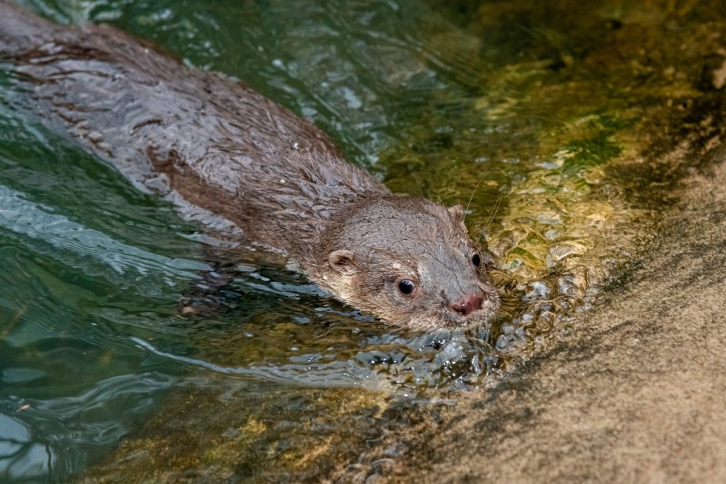 Lontra resgatada no litoral do Paraná é a nova moradora do Refúgio da Itaipu Binacional em Foz do Iguaçu 1 Fotos Rubens Fraulini Itaipu Binacional 2