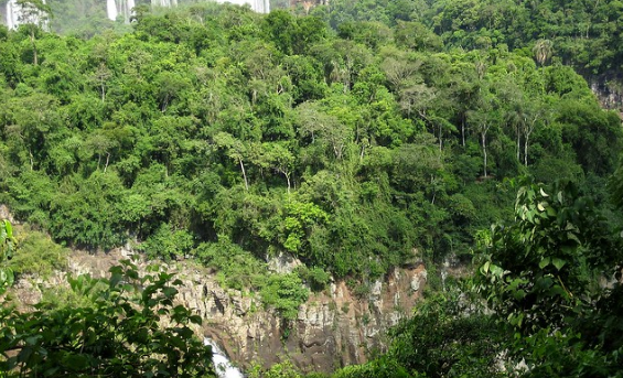 Mata atlântica de Foz Foto Luísa Mota