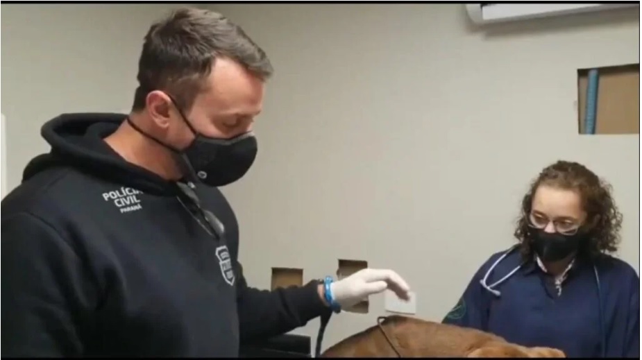 medica veterinaria