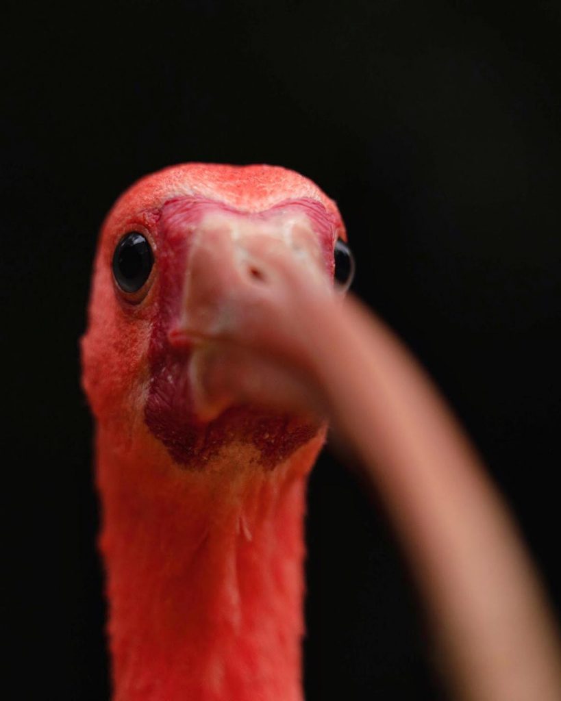 Parque das Aves de Foz do Iguaçu programa a reabertura para visitação no próximo dia 1⁰ de setembro 2 Guará