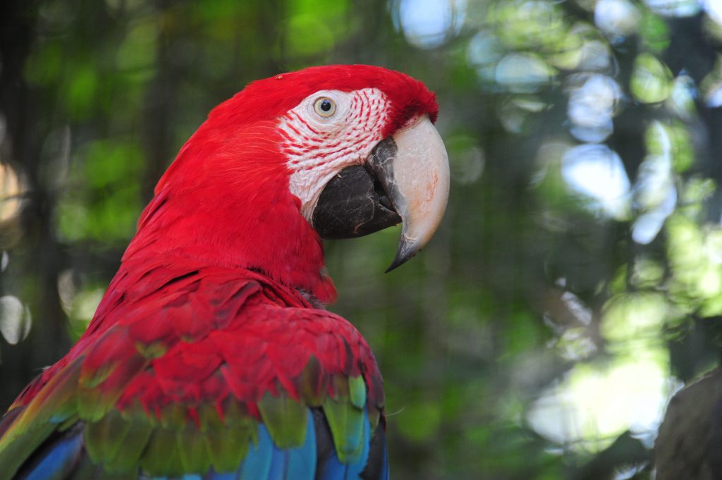 Parque das Aves de Foz doIguaçu reabre para visitação no dia 1⁰ de setembro. Veja fotos! 2 arara vermelha ave que um dia habitou a regiao de Foz do Iguacu