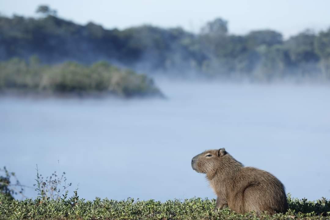 capivara na itaipu
