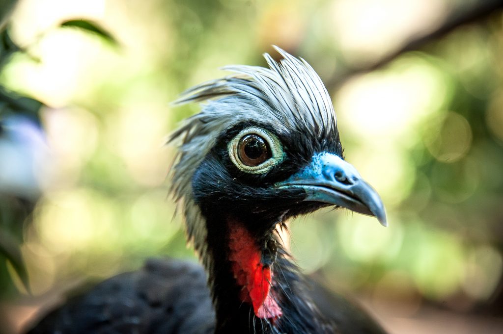 Parque das Aves de Foz doIguaçu reabre para visitação no dia 1⁰ de setembro. Veja fotos! 1 jacutinga ave em risco de extincao devido a caca e a extracao ilegal de palmito jucara
