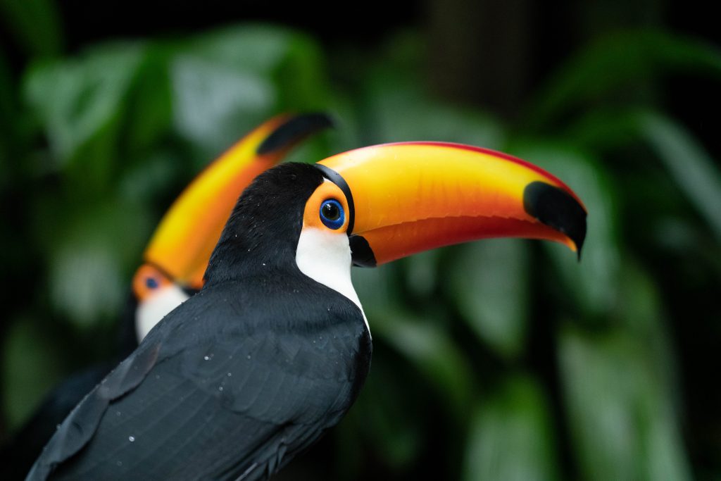 Parque das Aves de Foz doIguaçu reabre para visitação no dia 1⁰ de setembro. Veja fotos! 3 tucano toco ave dispersora de sementes de grandes arvores