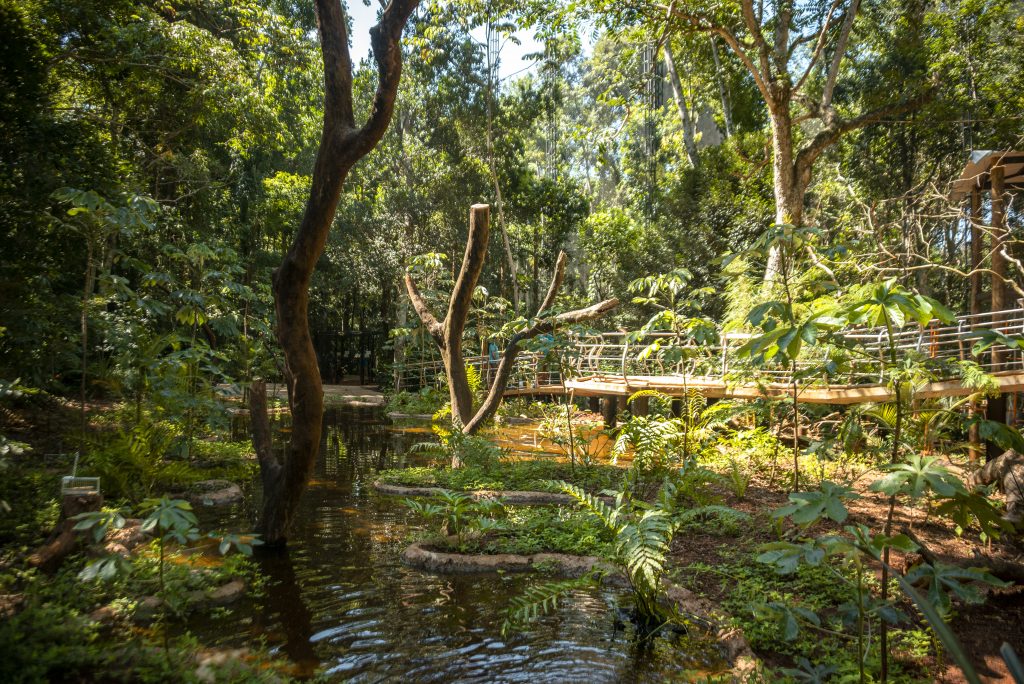 Parque das Aves de Foz doIguaçu reabre para visitação no dia 1⁰ de setembro. Veja fotos! 4 vista panoramica viveiro Cecropia.jpg