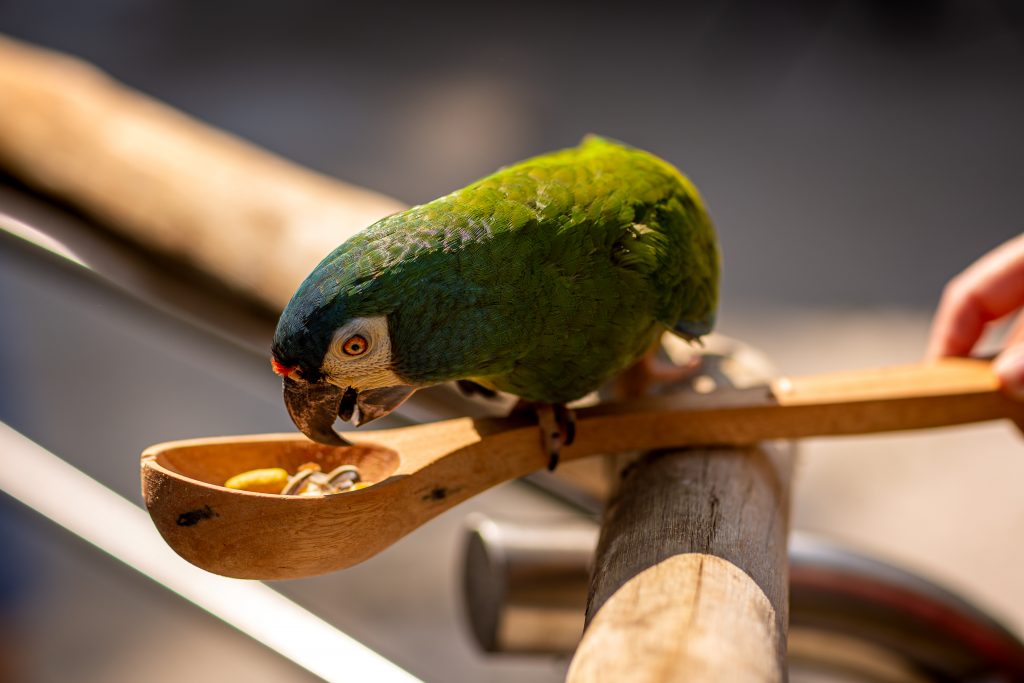 Visitantes do Parque das Aves podem alimentar periquitos no maior viveiro de aves do Brasil 1 A proximidade com as aves e um dos destaques da experiencia