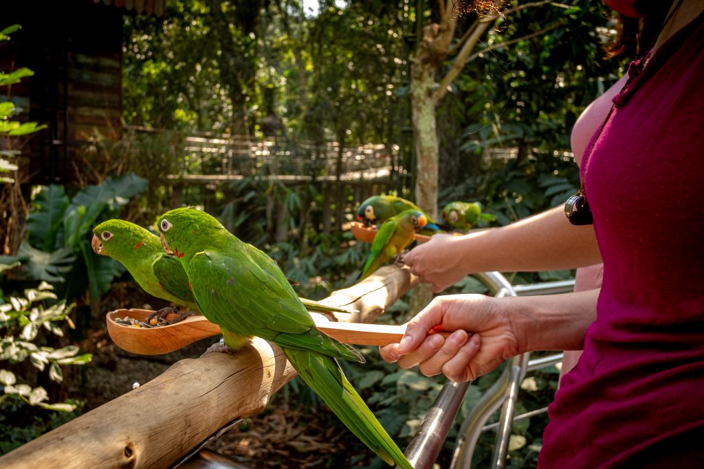 Visitantes do Parque das Aves podem alimentar periquitos no maior viveiro de aves do Brasil 2 Alimentacao de periquitos no Viveiro Cecropia