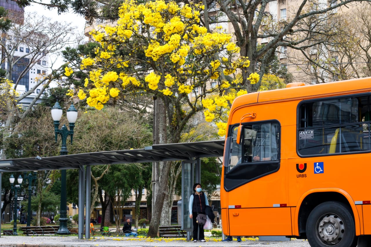 Ipe amarelo e onibus laranja