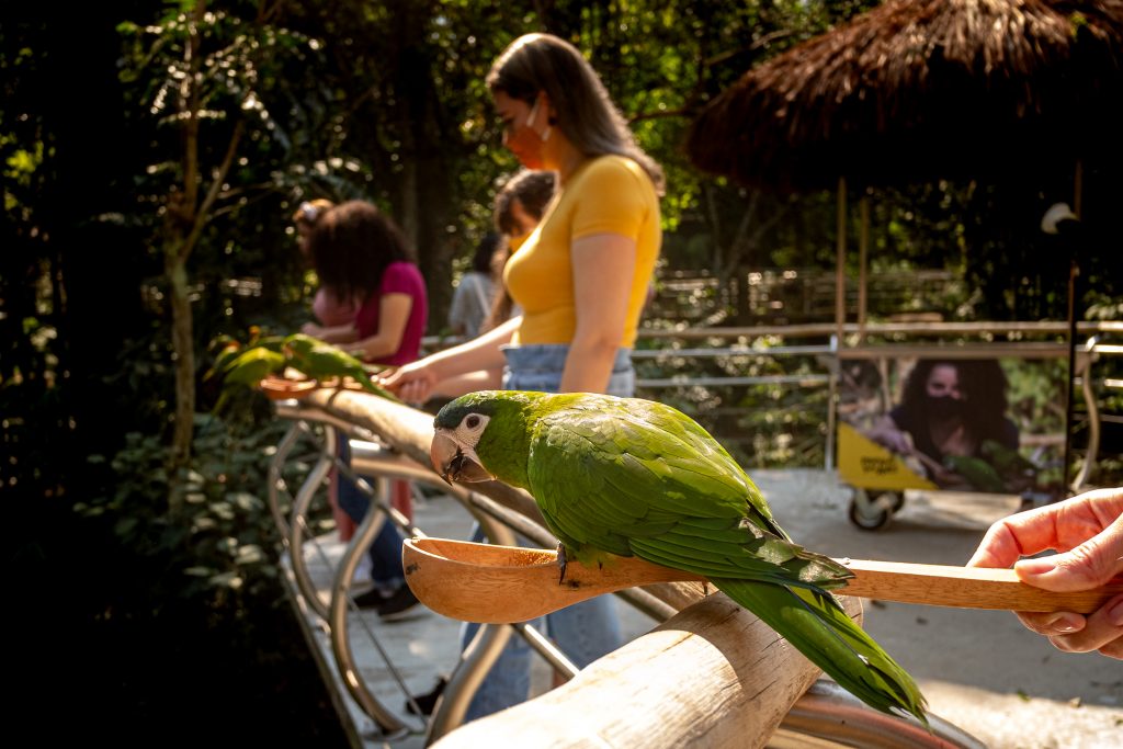 Visitantes do Parque das Aves podem alimentar periquitos no maior viveiro de aves do Brasil 3 O Viveiro Cecropia e o maior viveiro de aves do Brasil e abriga em torno de 300 periquitos resgatados de trafico e maus tratos