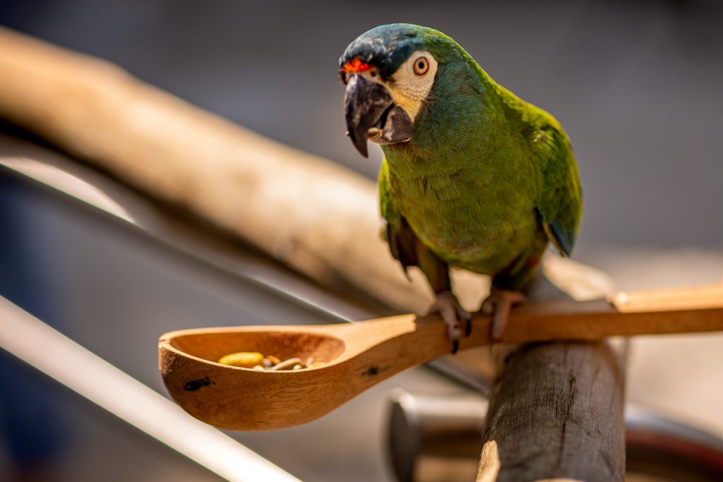 Visitantes do Parque das Aves podem alimentar periquitos no maior viveiro de aves do Brasil 4 O mix de sementes pode ser adquirido dentro do viveiro