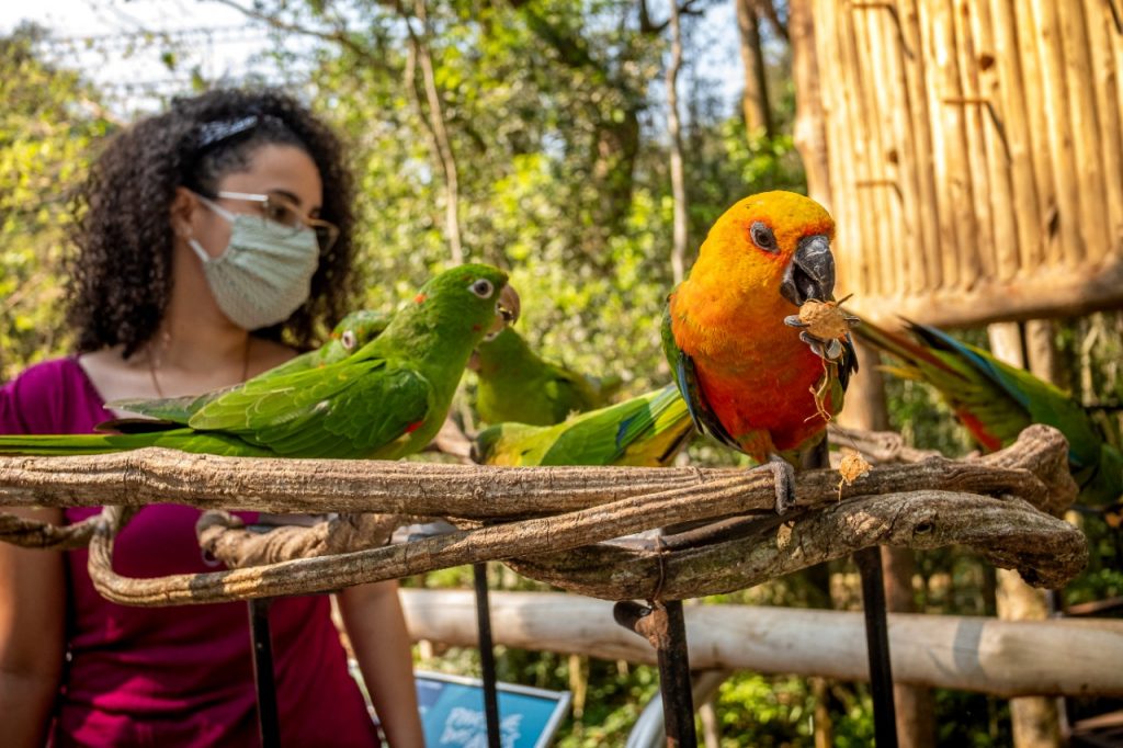 Parque das Aves de Foz do Iguaçu tem feriado marcado pela retomada da visitação. Veja fotos! 1 Parque das avers