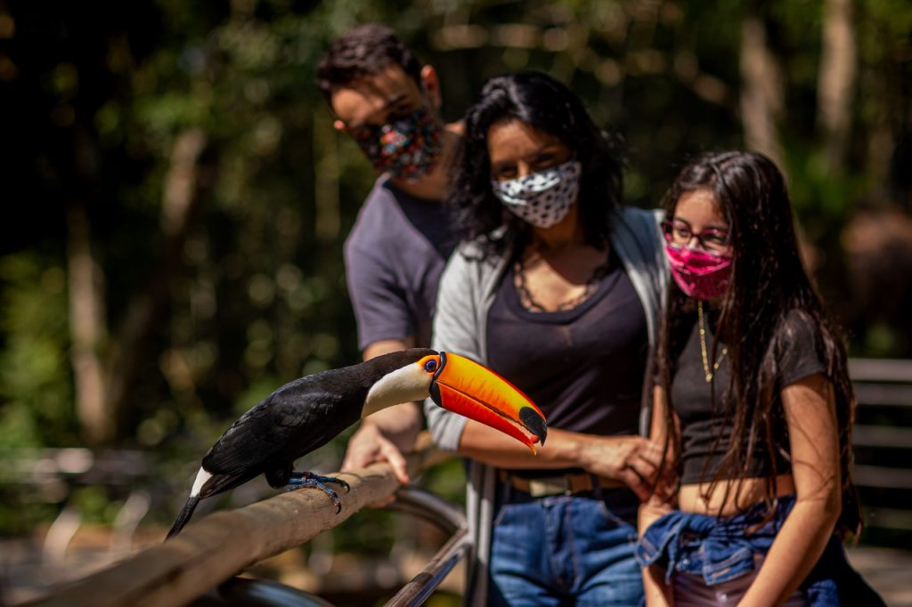 Parque das Aves de Foz do Iguaçu tem feriado marcado pela retomada da visitação. Veja fotos! 3 Parque das aves 1