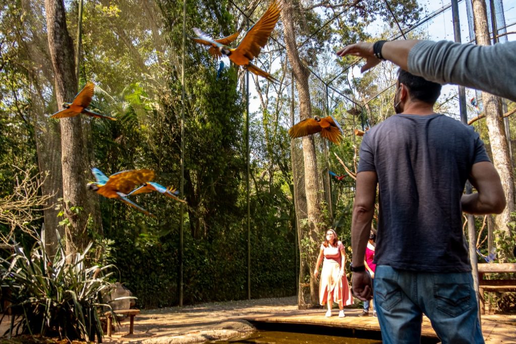 Parque das Aves de Foz do Iguaçu tem feriado marcado pela retomada da visitação. Veja fotos! 2 Parque das aves