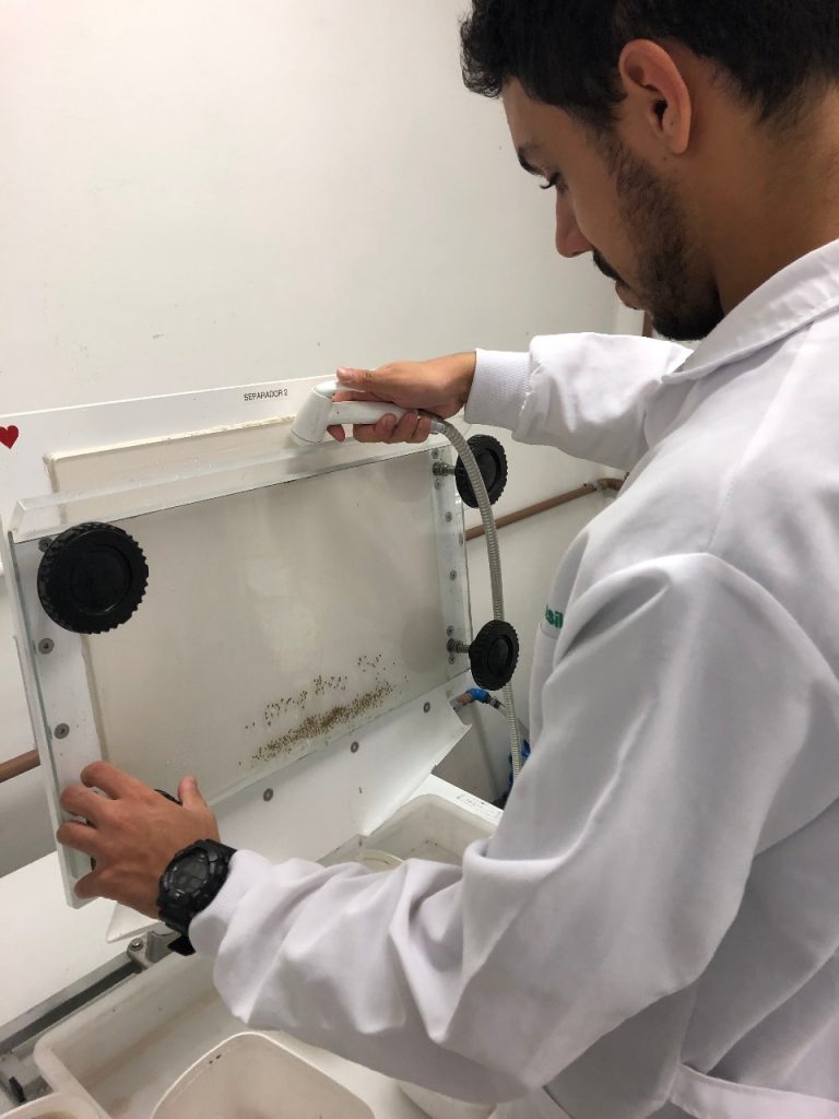 Cinco cidades do Paraná vão fazer controle biológico do mosquito da dengue 1 Teste dengue 1