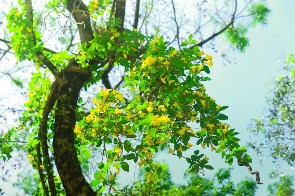 Primavera dá nova cara ao Parque Nacional do Iguaçu 11 cataratas iguacu11