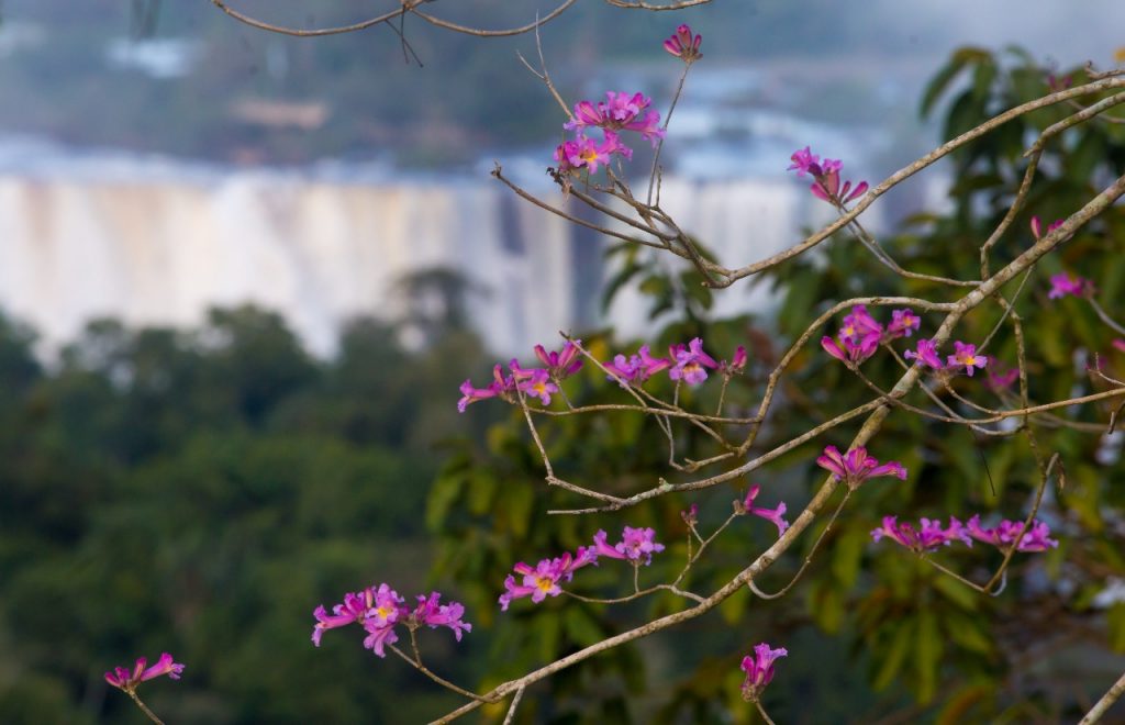 Primavera dá nova cara ao Parque Nacional do Iguaçu 14 cataratas iguacu14