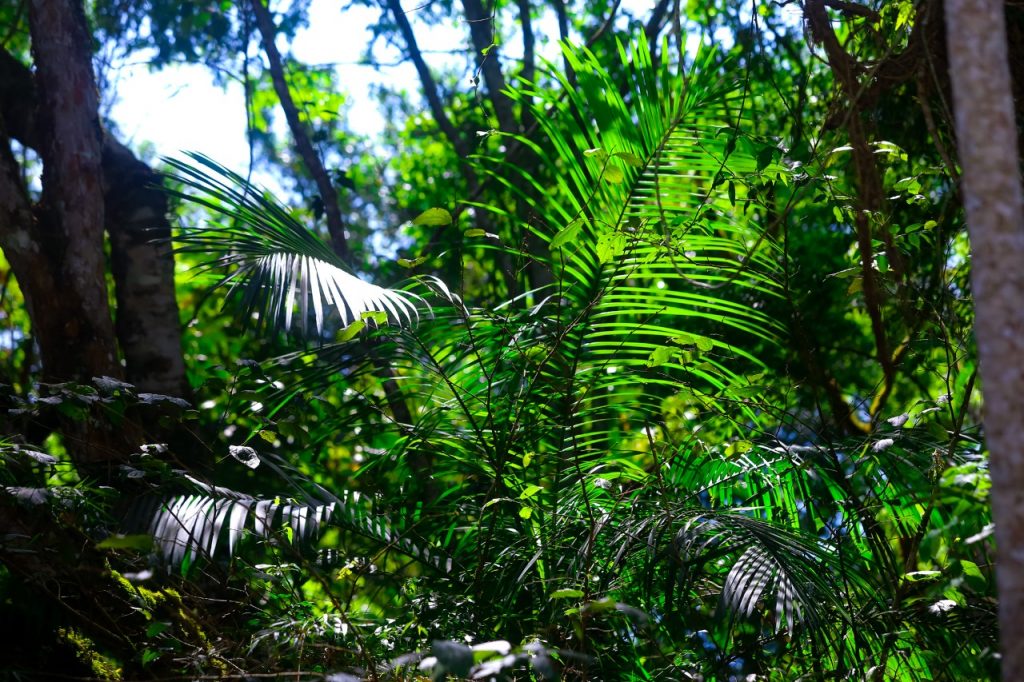 Primavera dá nova cara ao Parque Nacional do Iguaçu 15 cataratas iguacu15