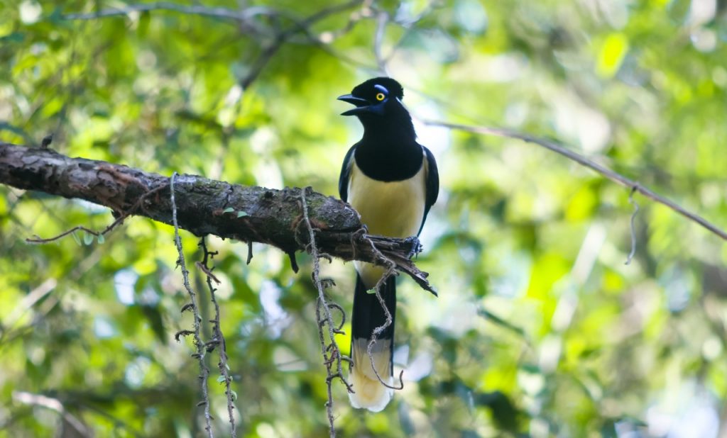 Primavera dá nova cara ao Parque Nacional do Iguaçu 1 cataratas iguacu2