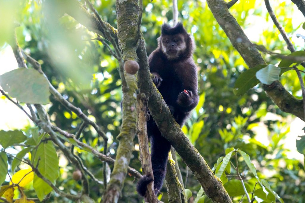 Primavera dá nova cara ao Parque Nacional do Iguaçu 5 cataratas iguacu5