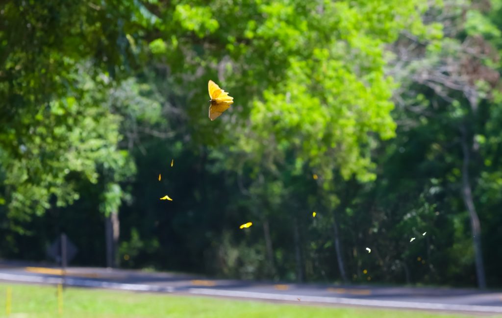 Primavera dá nova cara ao Parque Nacional do Iguaçu 9 cataratas iguacu9