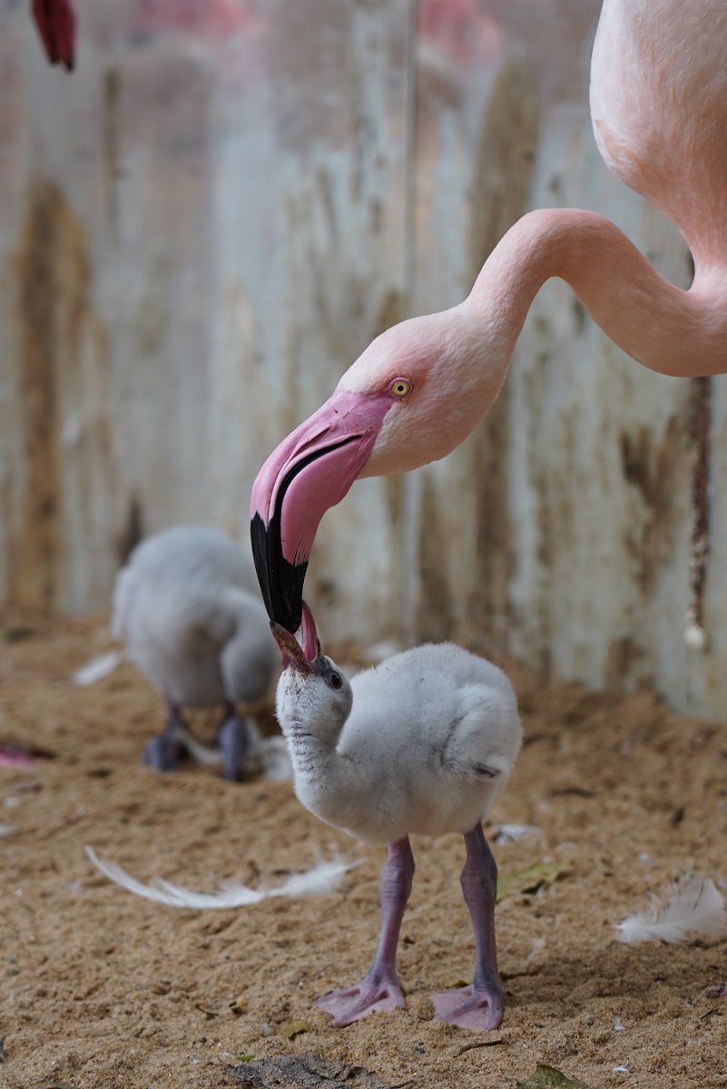 filhote de flamingo sendo alimentado pelos pais