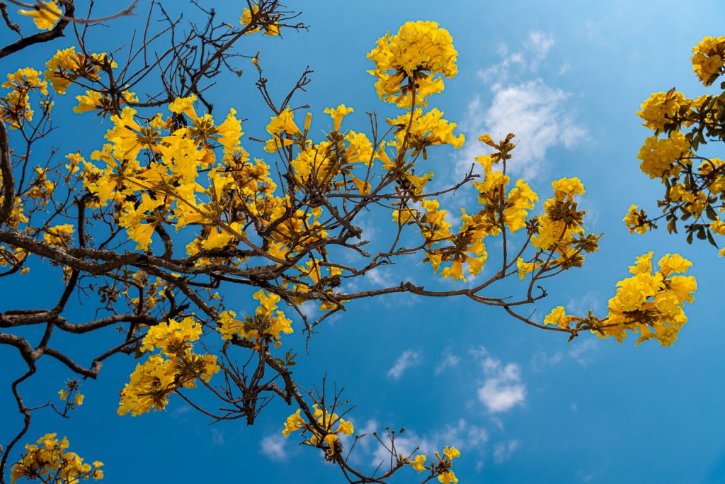 Dia Mundial de Prevenção ao Suicídio: estruturas da Itaipu seguem iluminadas nos tons do Setembro Amarelo 4 itaipu prevencao suicidio1