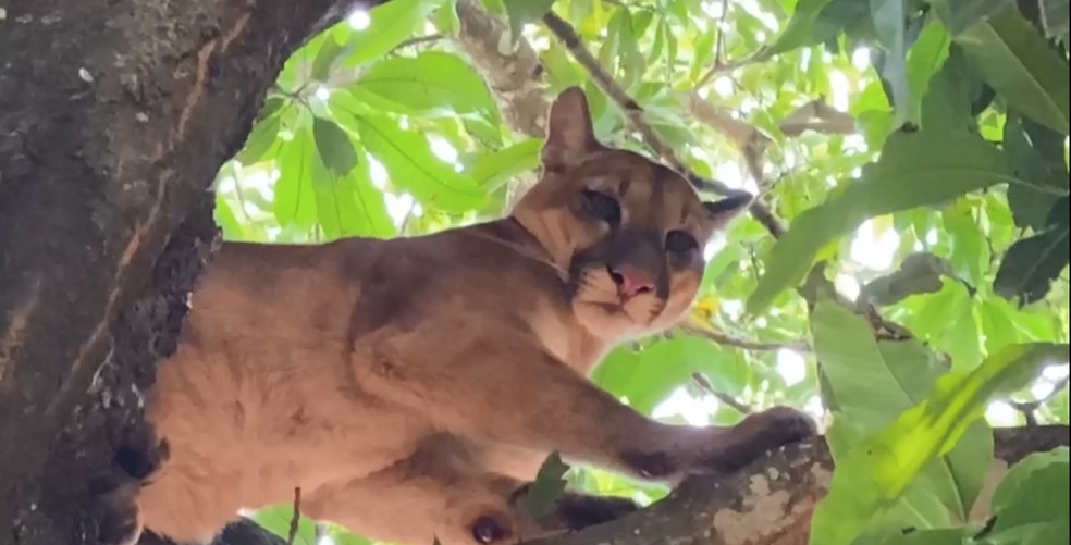 Onca parda e encontrada em cima de arvore em Sao Miguel do Iguacu Foto Portal Costa Oeste