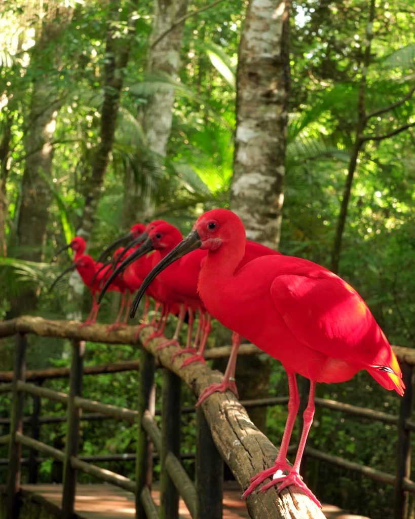 CEO do Parque das Aves participa de webinar com diretor geral da UICN 2 Guara 1