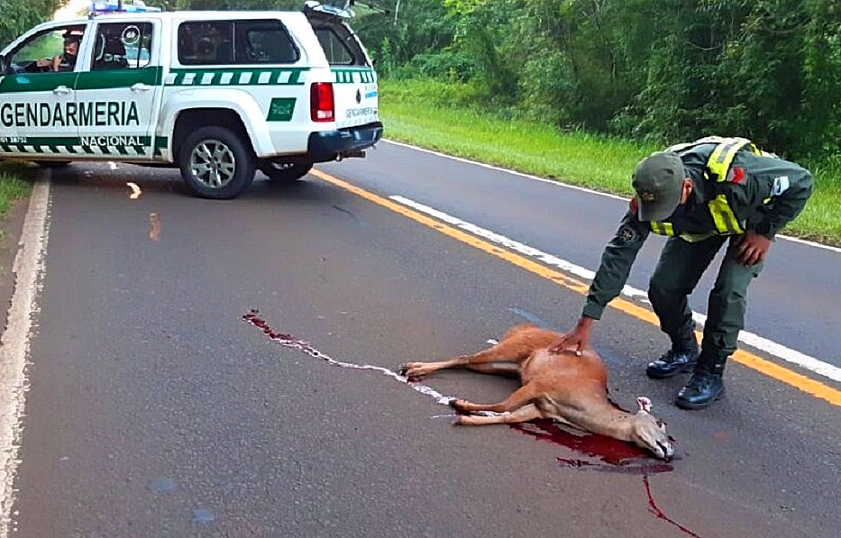 parque nacional animal