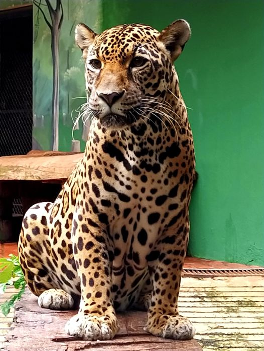 Conheça a onça Teka de Foz do Iguaçu, em poema de Marcos Kidricki Iwamoto 1 onca 1