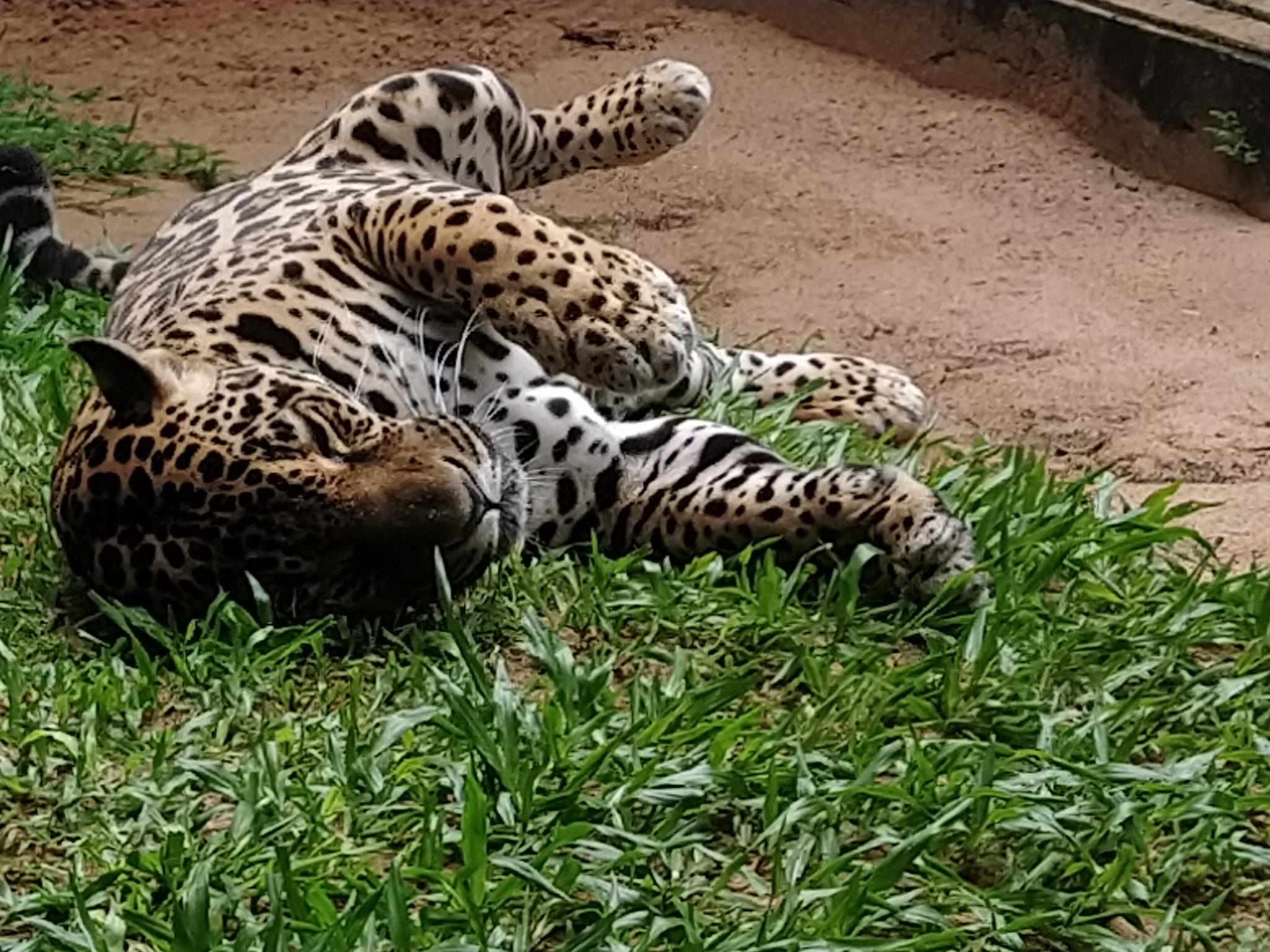 onca 3