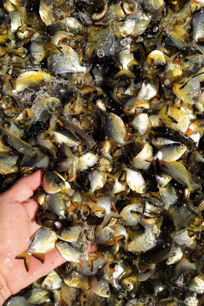 Itaipu solta peixes marcados para monitorar migração no Rio Paraná 2 peixes 1