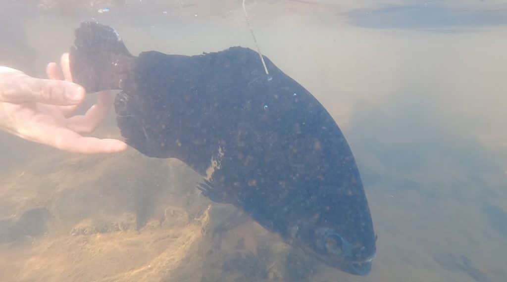Itaipu solta peixes marcados para monitorar migração no Rio Paraná 3 peixes 5
