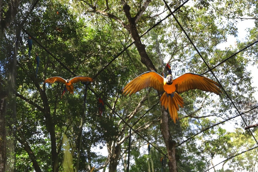 Foz do Iguaçu promove o Junho Verde, que envolve setor turístico nas ações de preservação ambiental 3 aves foz 1 1