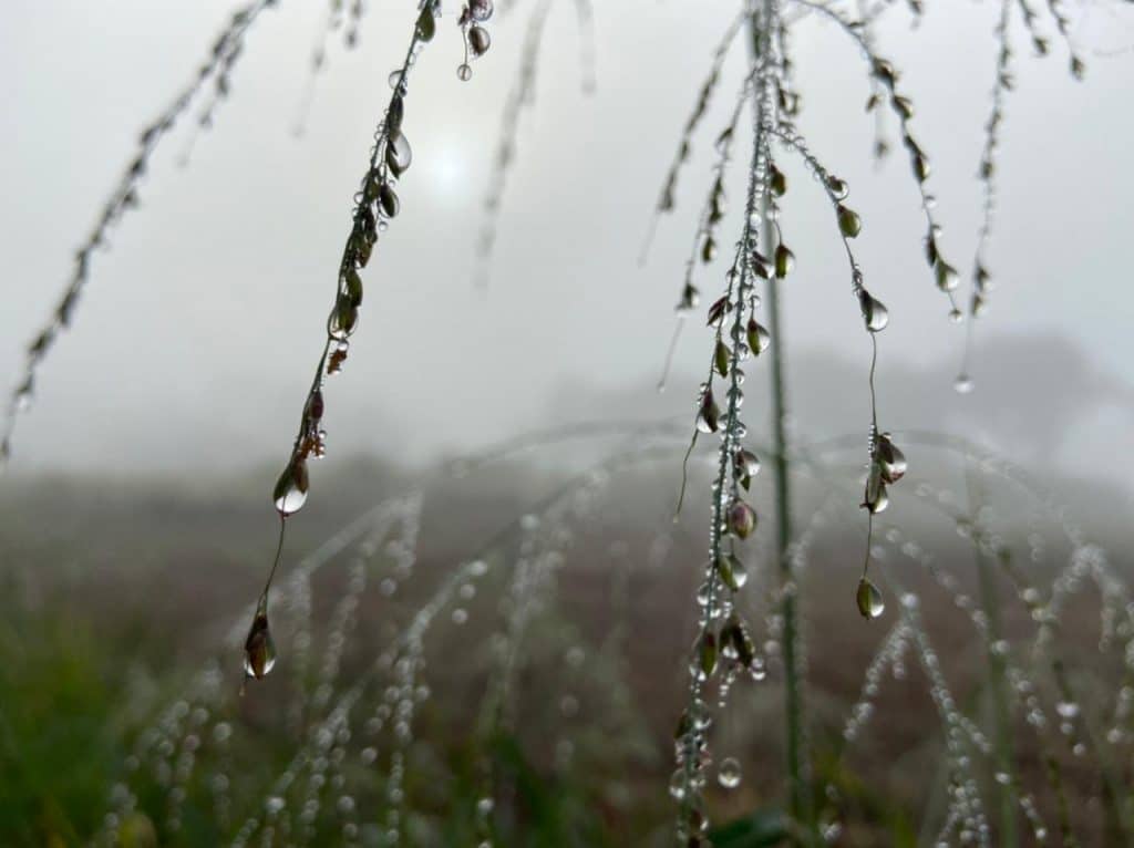Manhã com neblina em Foz do Iguaçu 2 imagens da fronteira