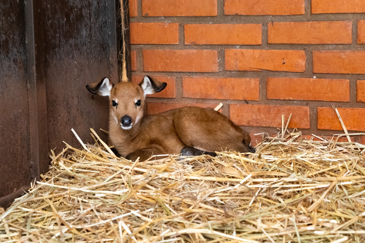 itaipu animais