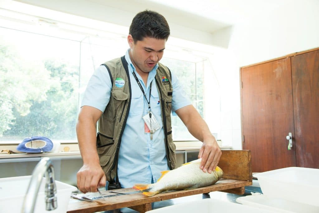 Estudo inédito da Itaipu e UFPR propõe protocolo para abate humanitário de peixes 1 itaipu peixe 1