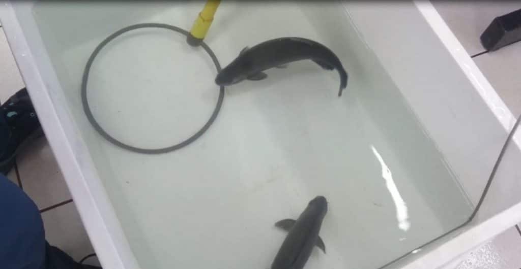 Estudo inédito da Itaipu e UFPR propõe protocolo para abate humanitário de peixes 2 itaipu peixe 3