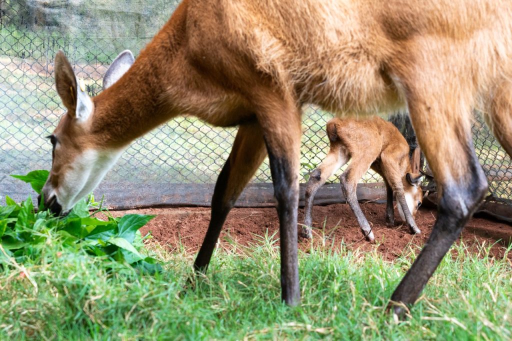 Nascimento de cervo-do-pantanal dá continuidade ao programa de reprodução da espécie no Refúgio da Itaipu 1 itiapu animais 2