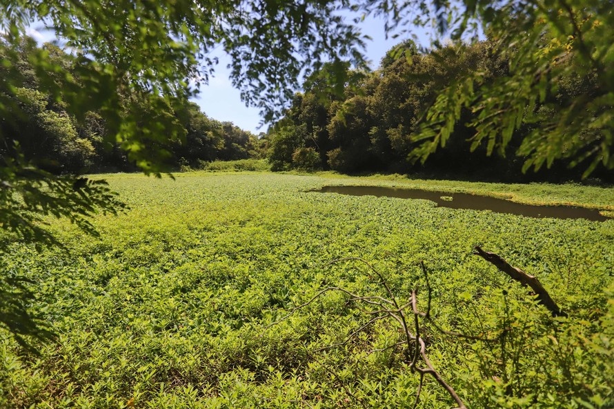 Foz do Iguaçu promove o Junho Verde, que envolve setor turístico nas ações de preservação ambiental 4 natureza foz 1