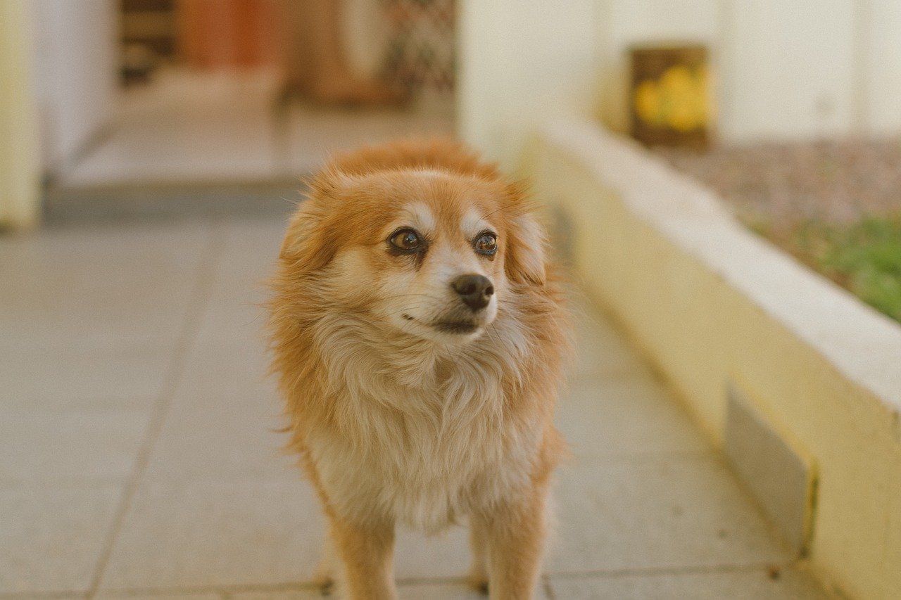 cachorro